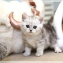 고양이분양 전문 달루나캣츠 | 답십리 고양이분양 믿고 찾는 고양이분양 전문 달루나캣츠 왕십리점 방문 후기