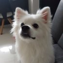 청순하개 | [부평 애견미용/부평 강아지 미용] 청순하개