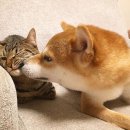 옛가 칼국수 이미지