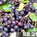 고원상회