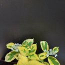 명품황금성 이미지