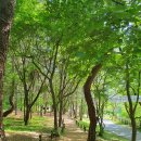 청풍한우농장 | 홍천 수타사 불두화 / 강원도 5월, 6월 여행지 추천!