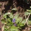 금란초교 이미지