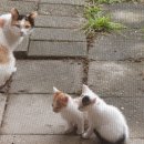 참맛 옛날통닭 | ~251029 제천일상 / 상동막국수,수도사니아,취란,카페리안,강저통닭