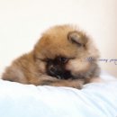 Pom생Pom사 이미지