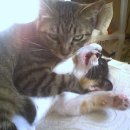 이쁜냥이 이미지