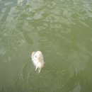 약산낚시터 이미지