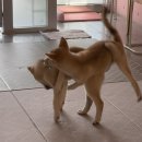 다시사랑받개 이미지