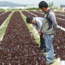 흥농종묘 이미지