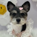 꼼꼼 애견미용실 이미지