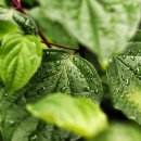 이시형한의원 이미지