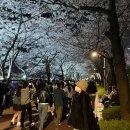 대열풍 | 2026년 석촌호수 벚꽃 개화 시기 &amp; '회전초밥' 대열 생존 후기