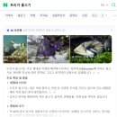 1541 | 이시가키 이리오모테 마루마비치 스노클링 후기(트리거피쉬 조심)