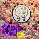 양꽃
