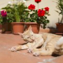 독한고양이 이미지