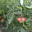 3형제농장 이미지