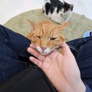 캠핑고양이 - 강남구 선릉로 420 | 캠핑고양이
