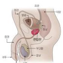 의사가 말하는 전립선염 전립선염 발생원인 관리법 그리고 전립선에 좋은 음식 이미지