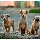 행복한 강아지 이미지