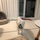 이쁘개 애견샵 이미지