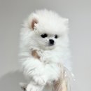 내품안의반려견 노원점 이미지