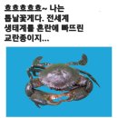 톱날꽃게 (한국 이름: 부산 청게) 이미지