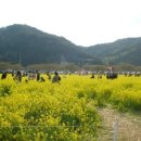 맹방유채꽃마을 이미지
