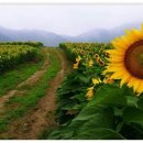 강주마을회관 이미지