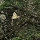 비봉습지공원 Daum카페
