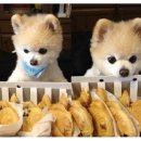 도도한강아지 이미지