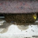 이천 꿀벌지기 오백영의 4월 꿀벌관리 이미지