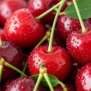 여름 슈퍼푸드 &#39;체리&#39;, 효능과 섭취법 완벽 가이드 [과일톡(Talk)] 이미지