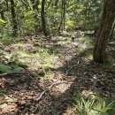 일능이 | 2025년 능이버섯 산행 많이 나는곳은 어디?