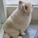 꽃보다 Dog 이미지