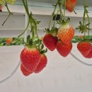 달정원 | 경북도청 딸기 체험 열두달정원 무한시식 수확 내돈내산 후기