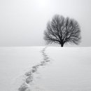 (첫 눈 발자국)Footsteps In The Snow /Kavin Hoo 이미지