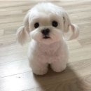 도그파파 이미지