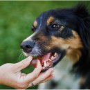 (단기)펫푸드(자격증) 이미지