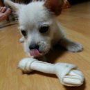 용문동물병원 이미지