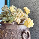 살구미농장 이미지