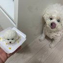 강남-074 | 고양스타필드강아지케이크 퀄리티 좋고 친절한 포레그스 삼송점 후기
