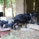 수암동물병원 이미지