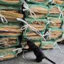 네버랜드 | 가평 캠프네버랜드 차박 B-03사이트 후기_새로오픈