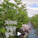 안한농장 이미지