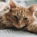 현대 강아지＆고양이 이미지