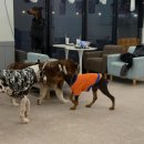 김포도그 이미지