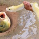 Unbelievable Fishing Technique | Use A Snake To Catch Fish In A Pit Deep In 이미지