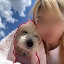 강아지 동반 1박 2일 대구 군위 여행 ( SRT 강아지동반 , 브라더막창 , 시골밥상 , 엘아르카 비타 )