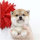 대구강아지분양 도로시펫 이미지