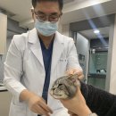 더엘동물의료센터 | 광주 오치동 동물병원, 고양이 구내염 치료 약물만으로는 근본적인 치료가 불가합니다